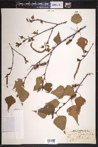 Betula populifolia image