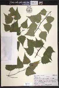 Betula populifolia image