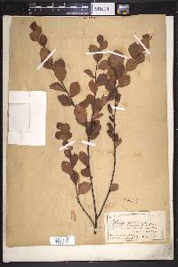 Betula pumila image