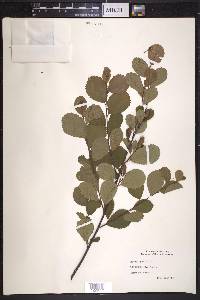 Betula pumila image