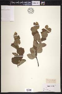 Betula pumila image