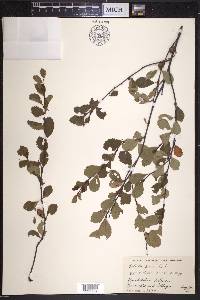 Betula pumila image