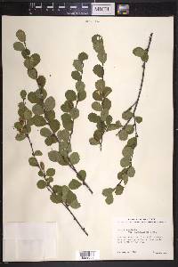 Betula pumila image