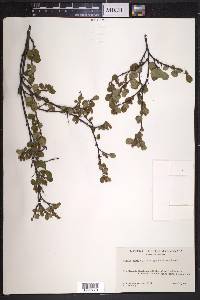 Betula pumila image