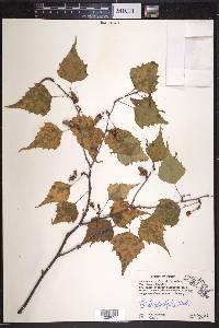 Betula populifolia image