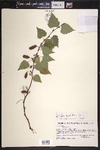 Betula pendula image