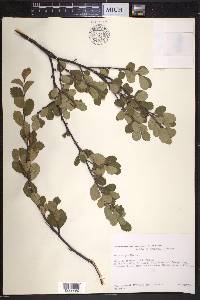 Betula pumila image