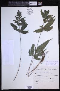 Pteris grevilleana image