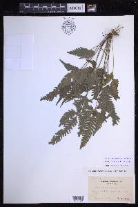 Pteris grevilleana image