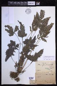 Pteris grevilleana image