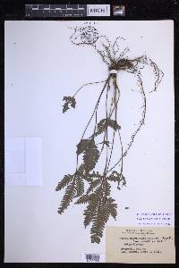 Pteris grevilleana image