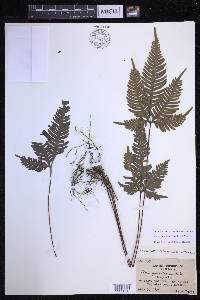 Pteris grevilleana image