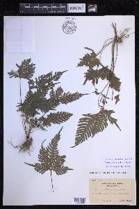 Pteris grevilleana image