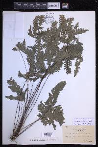 Pteris grevilleana image