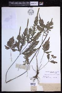 Pteris grevilleana image