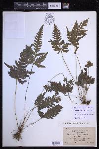 Pteris grevilleana image