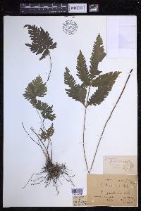 Pteris grevilleana image