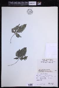 Pteris grevilleana image