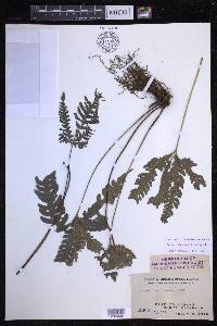 Pteris grevilleana image