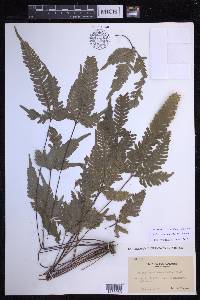 Pteris grevilleana image