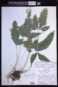 Pteris grevilleana image