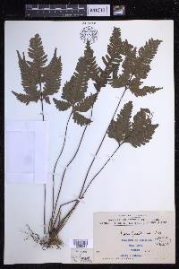 Pteris grevilleana image