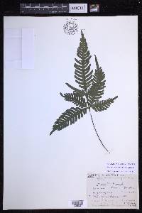 Pteris grevilleana image