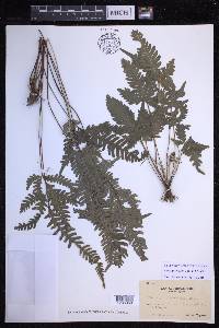 Pteris grevilleana image