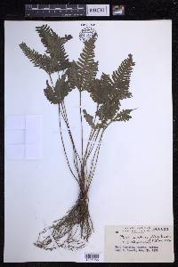 Pteris grevilleana image