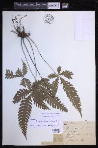 Pteris grevilleana image