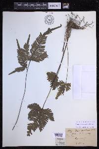 Pteris grevilleana image