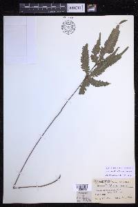 Pteris grevilleana image