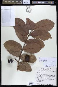 Psidium guineense image