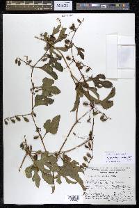 Cayaponia racemosa image