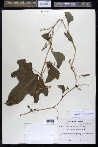 Cayaponia racemosa image