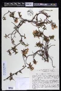 Rhododendron tomentosum image