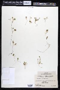 Arenaria humifusa image