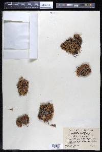 Diapensia lapponica image