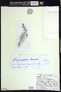 Myriophyllum farwellii image