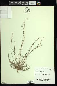 Aristida longespica image