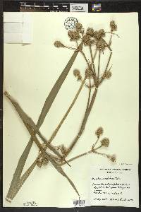 Eryngium yuccifolium image