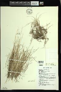 Aristida longespica image