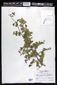 Celtis pallida image