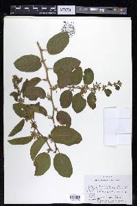 Celtis iguanaea image