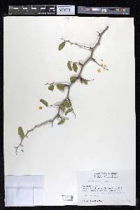 Celtis pallida image