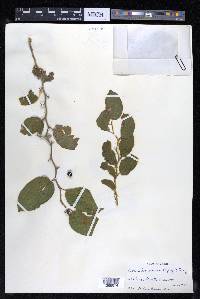 Celtis iguanaea image