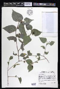 Celtis reticulata image