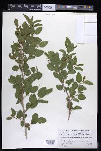 Celtis iguanaea image