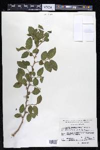 Celtis iguanaea image