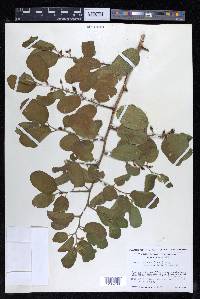 Celtis iguanaea image